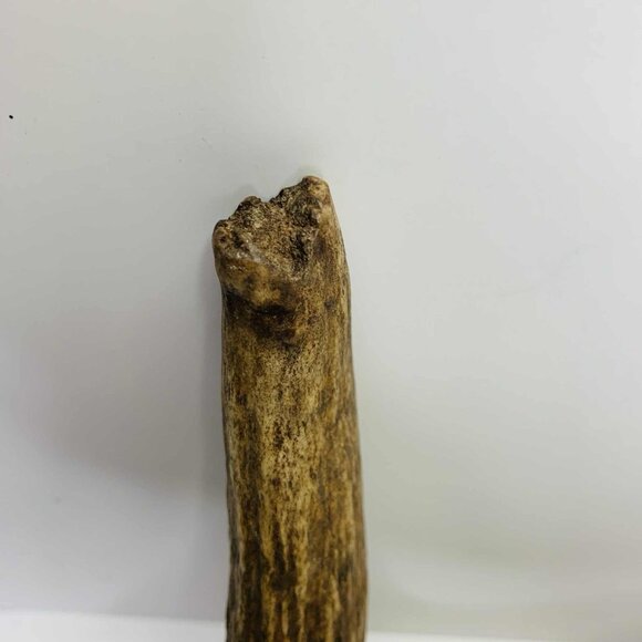 NATURALLY SHED WILD MOOSE ANTLER (HORN, KNIFE, CARVING, CHEW, TAXIDERMY) - Picture 5 of 11